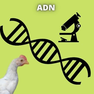 genoma adn de una gallina