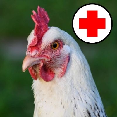 salud de las gallinas