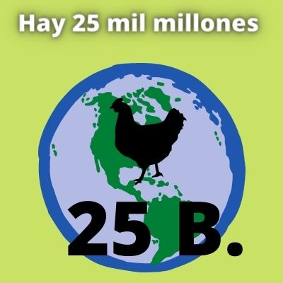 viven 25 billones de gallinas en el planeta tierra