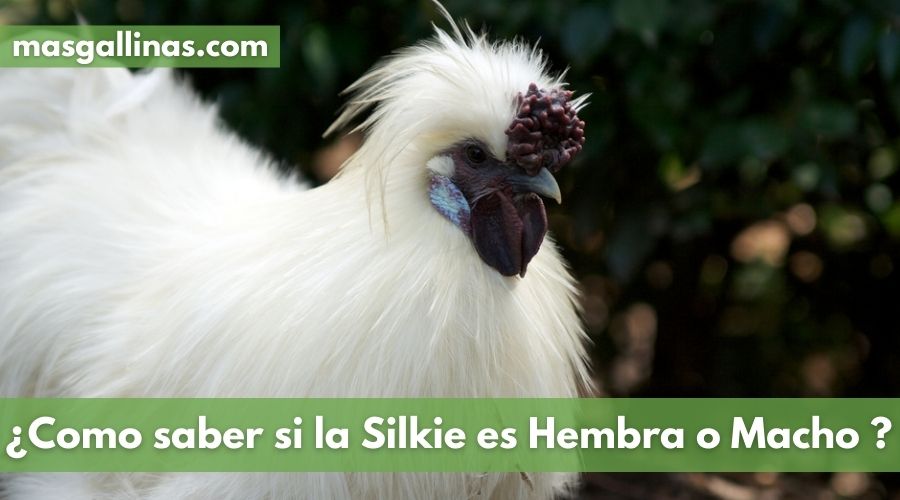 Cómo identificar el sexo de gallinas Silkie