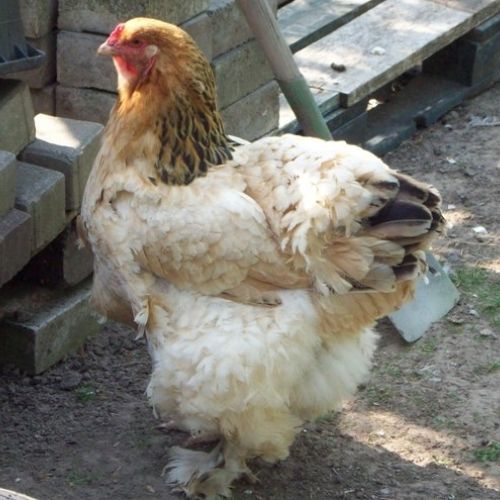 pollo de doble proposito raza Brahma