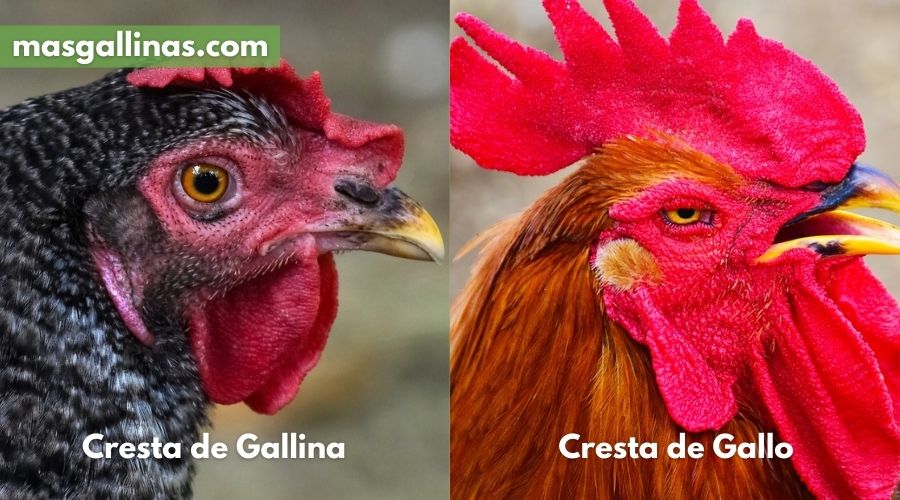 diferencia de crestas entre gallina y gallo