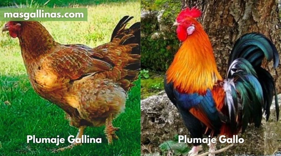 diferencia de plumaje entre gallina y gallo
