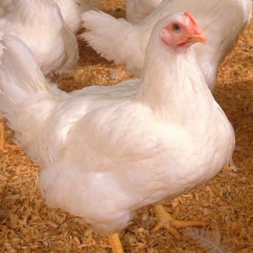 pollo con plumas blancas