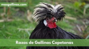 Mejores razas de gallinas copetonas. Características y descripción