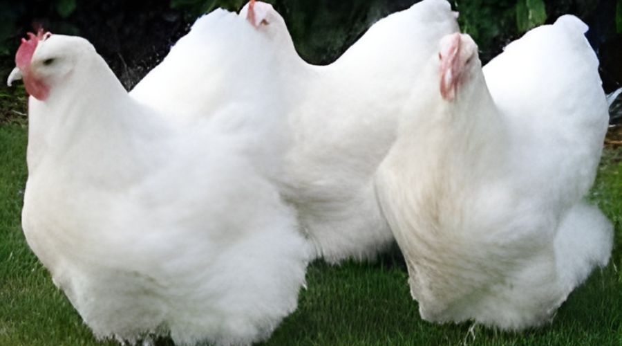 3 gallinas de especie orpington color blancas