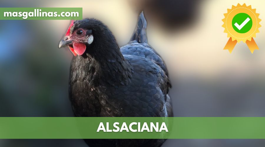 Características de la Raza de gallinas Alsaciana
