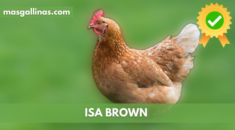 Características de la Raza de gallinas Isa Brown