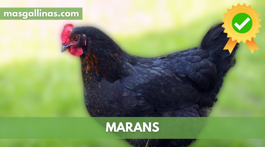 Características de la Raza de gallinas Marans