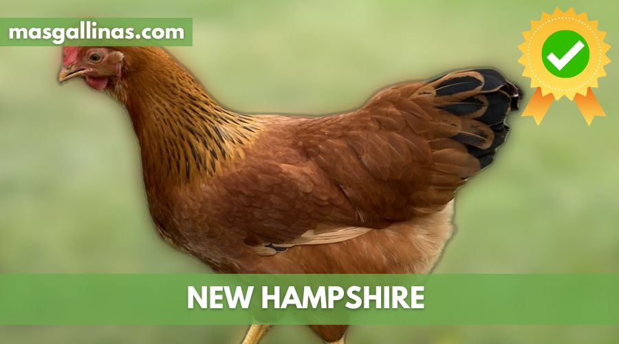 Características de la Raza de gallinas New Hampshire