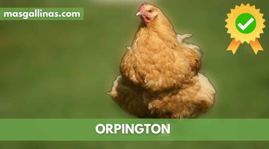 Características de la Raza de gallinas Orpington