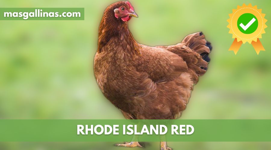 Características de la Raza de gallinas Rhode Island red