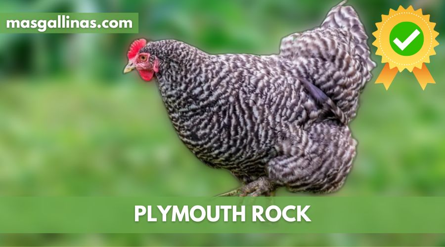 Características de la raza de Plymouth Rock