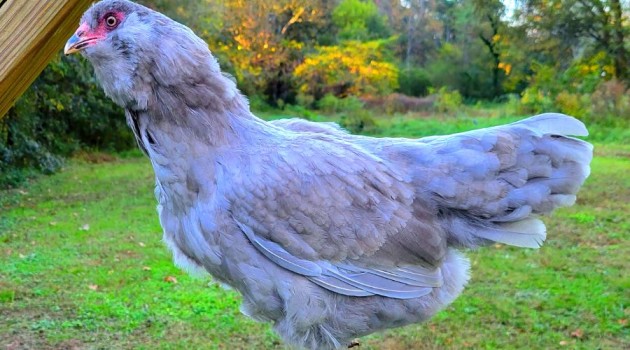clase de gallina Ameraucana morada u purpura (1)
