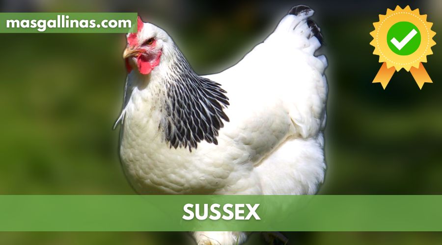 Características de la Raza de gallinas Sussex