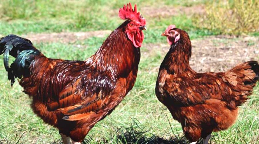 gallo macho y gallina hembra especia raza Rhode Island red