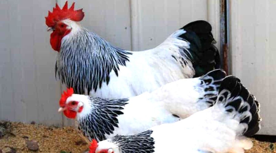 gallo macho y gallina hembra especie sussex
