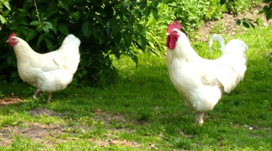 gallo y gallina Plymouth Rock color blancos