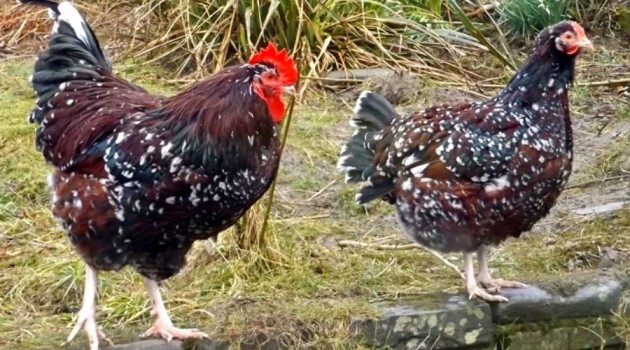 gallo y gallina variedad Speckled Sussex (1)