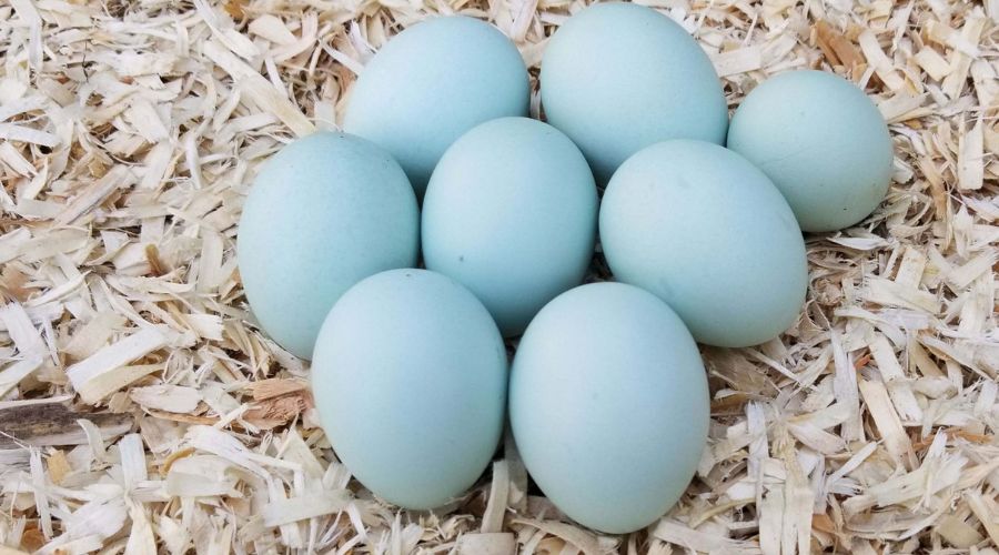 huevos azules de Ameraucana